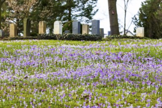 Crocuses (crocus) bloom between the graves at the Trinitatisfriedhof cemetery in Riesa, Saxony,