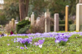 Crocuses (crocus) bloom between the graves at the Trinitatisfriedhof cemetery in Riesa, Saxony,