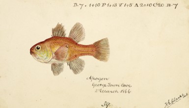 Vincentia conspera, Southern Cardinalfish, fish, reproduction of an original, by Frank Edward