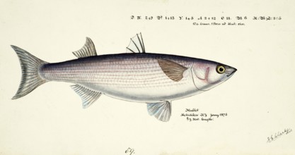 Mullet, Mugil cephalus, Mullet, fish, reproduction of an original, by Frank Edward Clarke (b. 1849,