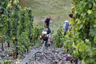 Winemaker Kilian Franzen harvesting Riesling grapes in one of the steepest vineyards in Europe,