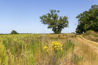 Martlesham Wilds, Suffolk Wildlife Trust farmland re-wilding project, near Woodbridge, Suffolk,