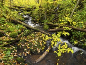 Hill Stream, the Schwartzbach, with autumn colour. The Rhön UNESCO Biosphere nature reserve, county