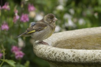 European greenfinch (Chloris chloris) adult female bird on a garden water bath, England, United