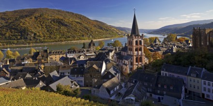 Autumn view of Bacharach on the Rhine with St. Peter's Church, UNESCO World Heritage Upper Middle