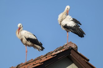 White storks (Ciconia ciconia), two storks, stork couple, standing on the roof of a house, blue