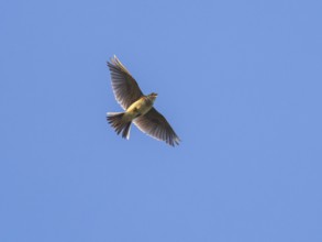 Eurasian skylark (Alauda arvensis) singing in flight against a blue sky in the breeding season,