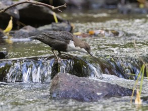 Common Dipper (Cinclus cinclus), adult bird perched on a stone in a hill stream, looking for food,