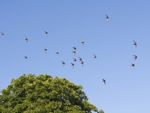 Common swift (Apus apus), flock in in flight, against a blue sky and above a tree, Hesse, Germany,