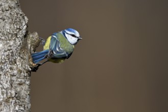 Blue tit (Cyanistes caeruleus), Dingdener Heide nature reserve, North Rhine-Westphalia, Germany,