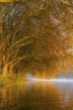 Autumn colours on the Platanen Allee, Hardenberg Ufer, lakeside path on Lake Baldeney, near Haus