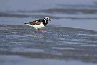 Turnstone (Arenaria interpres), foraging in the mudflats at low tide, Texel, North Holland,