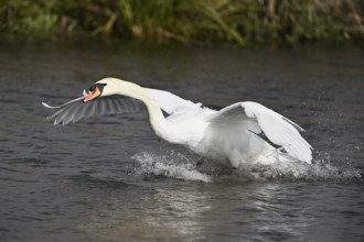 Mute swan (Cygnus olor), on landing approach, Flachsee, Canton Aargau, Switzerland, Europe