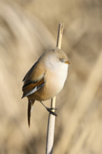 Bearded Tit (Panurus biarmicus), female, sitting on a reed stalk, Klingnauer Stausee, Canton