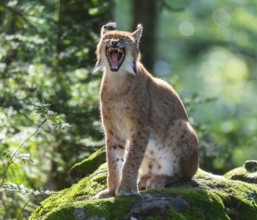 Eurasian lynx (Lynx lynx) sitting on a moss-covered rock in the forest and yawning, captive,