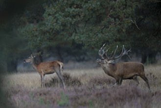 Red deer in rut, Hooge Veluve, Holland