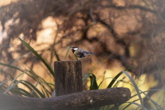 Great tit (Parus major) standing on a wooden post, feeding, feeding place, grains in the beak,