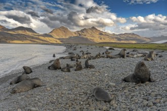 Fortuna Bay landscape with fur seals South Georgia Antarctica