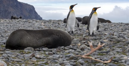 King penguins and fur seals Panorama with reindeer antlers Fortuna Bay South Georgia Antarctica