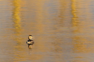 A great crested grebe in golden water at sunset, peaceful atmosphere, Great crested grebe,