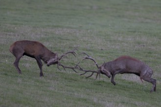 Red deer in rut, Reckerscheid, Eifel, Germany, Europe