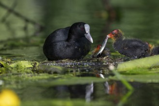 Great Crested Grebe (Podiceps cristatus), Nettetal, Germany, Europe