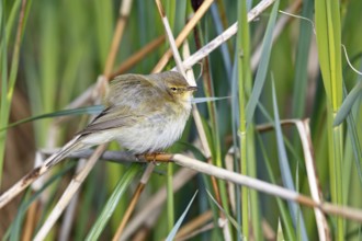 Chiffchaff or willow warbler (Phylloscopus collybita), animal hidden in the biotope,