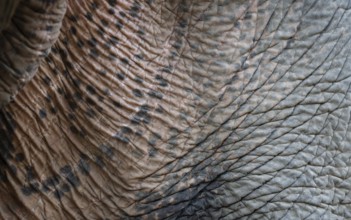 Beautiful textured skin of a asian wild elephant