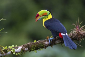 Fishing Toucan (Ramphastos sulfurantus), Toucans (Ramphastidae), Laguna del Lagarto Lodge,