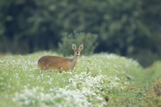 Chinese water deer (Hydropotes inermis) adult animal in a farmland field, England, United Kingdom,