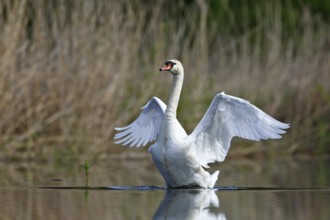 Mute swan (Cygnus olor), gander spreads its wings on the water, Flusslandschaft Peenetal nature