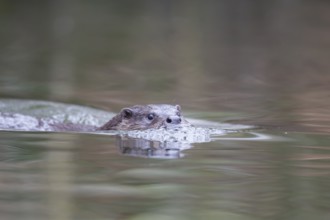 Eurasian otter (Lutra lutra) adult animal swimming in a river, England, United Kingdom, Europe