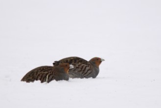 Grey partridge (Perdix perdix), Emsland, Lower Saxony, Germany, Europe