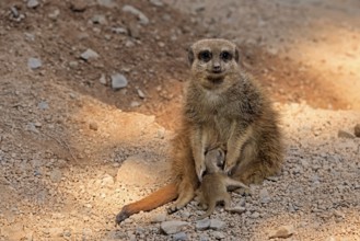 Tiger nut (Suricata suricatta), adult, juvenile, newborn, baby, female, mother with juvenile,