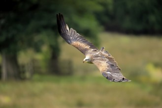 Black Kite (Milvus migrans), adult, flying, in summer, Rhineland-Palatinate, Germany, Europe