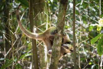 Northern tamandua (Tamandua mexicana), anteater foraging on a branch, in the rainforest, Corcovado