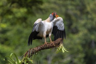 King vulture (Sarcoramphus papa), cock, vulture birds (Aegypiinae), Laguna del Lagarto Lodge,