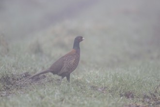 Hunting Pheasant (Phasianus colchicus) in the fog, Emsland, Lower Saxony, Germany, Europe