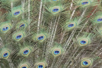 Indian peafowl or Peacock (Pavo cristatus) adult male bird displaying close up of its tail