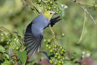 Long-tailed Silky-flycatcher, Ptiliogonys caudatus feeding on Twoleaf nightshade berries, Costa