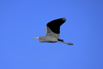 Great Blue Heron (Egretta caerulea), adult, flying, Merritt Island, Black Point Wildlife Drive,