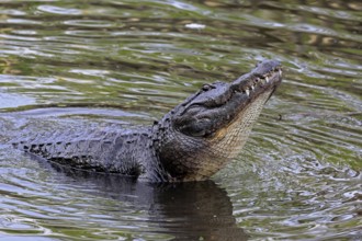 Mississippi Alligator (Alligator mississippiensis), pike alligator, adult, friendly, portrait,