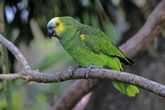 Yellow-headed Amazon (Amazona oratrix), adult, on wait, on tree, Central America, Central America