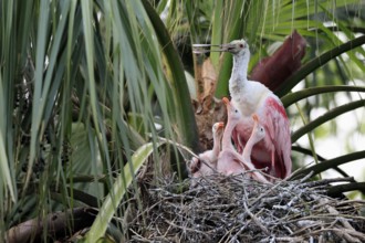 Roseate spoonbill (Platalea ajaja), adult, three juveniles, three chicks, on nest, at breeding