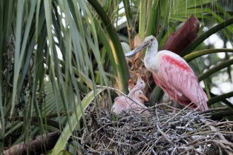 Roseate spoonbill (Platalea ajaja), adult, three juveniles, three chicks, on nest, at breeding