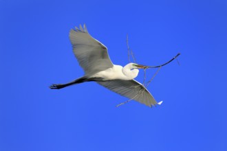 Great Egret (Ardea alba), adult, flying, with nesting material, St. Augustine, Florida, USA, North