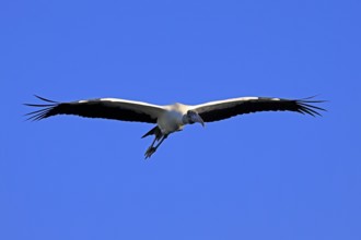 Wood stork (Mycteria americana), adult, flying, St. Augustine, Florida, USA, North America