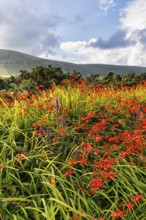 Flowering Montbretia (Crocosmia), Dingle, Dingle Peninsula, County Kerry, Slea Head Drive, Wild