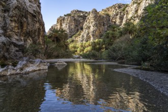 Phoenix theophrasti palms and the river Megalopotamos in the gorge of Preveli, Crete, Greece,