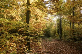 Beech forest, copper beech (Fagus sylvatica) in autumn with colourful leaves, backlit with sun